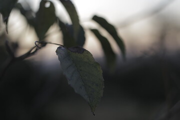 close up of a branch of a tree