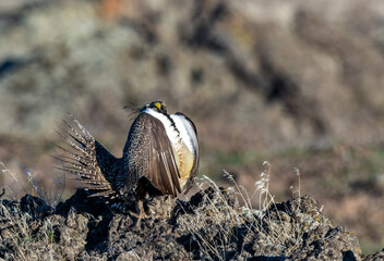 Greater Sage Grouse 1