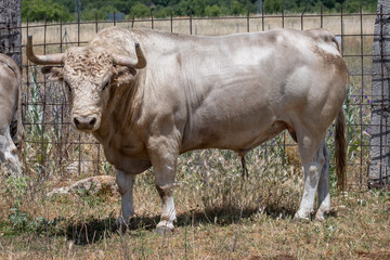 Un toro blanco con brillo en el pelaje 