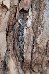 Nature abstract pattern. Bark background.Tree bark pattern. Natural wood surface for dark rough textured theme background.Rustic tree bark texture.Decorative texture of pine bark and wood chips.