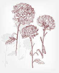 chrysanthemum engraving flower vector illustration design elements