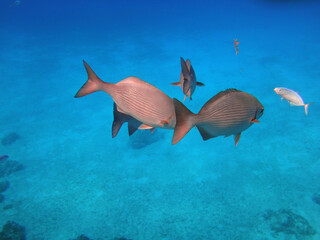 PECES EN EL MAR ABIERTO EN EL CARIBE