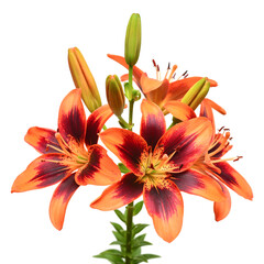 Bouquet of lily tiger color with a bud isolated on white background