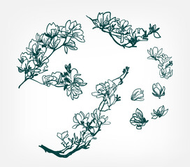 vector background hand drawn engraving flower magnolia design elements © CharlieNati