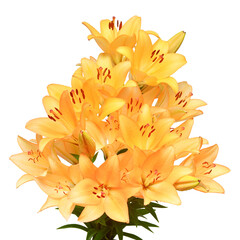 Bouquet of large orange lilies isolated on a white background