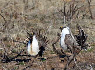 Greater Sage Grouse 4