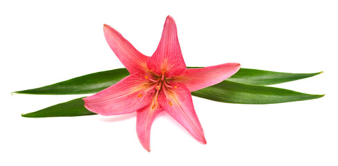 Beautiful delicate pink lily macro with leaf isolated on white background. Wedding, bride. Fashionable creative floral composition. Summer, spring. Flat lay, top view. Love. Valentine's Day