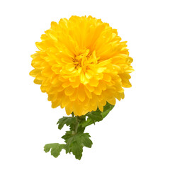 Yellow chrysanthemum flower isolated on white background. Creative autumn concept. Floral pattern, object. Flat lay, top view