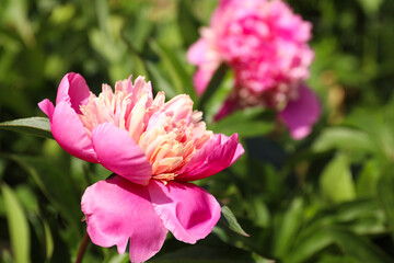 Obraz premium Closeup view of blooming pink peony bush outdoors