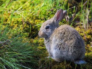 A small gray rabbit in the grass and moss of northern Russia.
