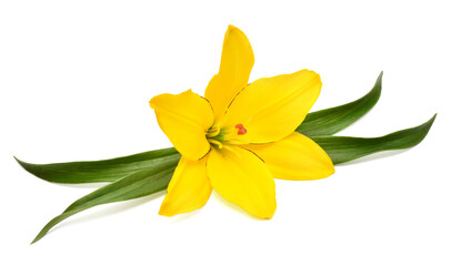 Beautiful lily flower yellow with leaf isolated on white background