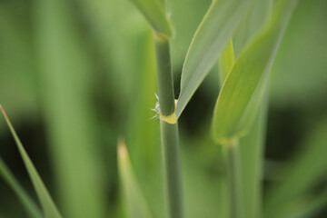 grasshopper on the grass