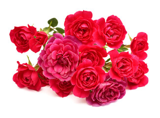Bouquet pink roses flowers with leaf isolated on a white background. Delicate flora composition. Top view, flat lay