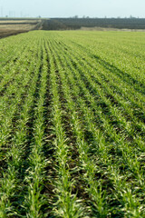 Fototapeta na wymiar Green wheat on the field. Young wheat background. 