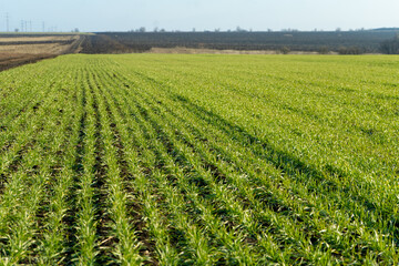 Green wheat on the field. Young wheat background.
