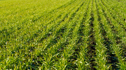 Green wheat on the field. Young wheat background.
