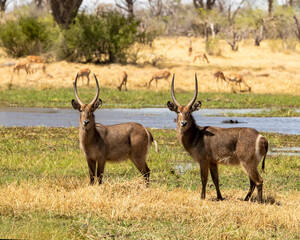 Waterbuck standing in front of the river with impala behind