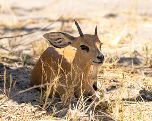 Steenbok sitting in the grass has broken horn