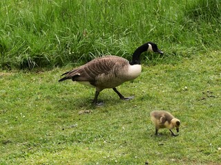 The Canada goose with chick on a meadow. Branta Canadensis. From the family of duck birds (Anatidae) and is considered the world's most common goose. Its original distribution area is North America