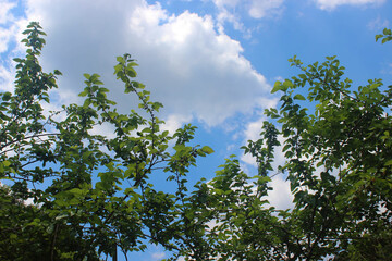 Obraz premium 뽕나무