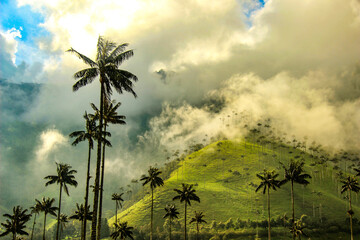 The tallest palmtrees in the world in Cocora Valley, Colombia