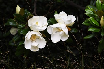 Southern magnolia is a Magnoliaceae evergreen tree with large white flowers that bloom in early summer, giving off a gentle fragrance. © tamu