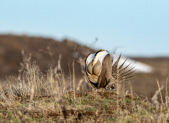 Sage Grouse 13