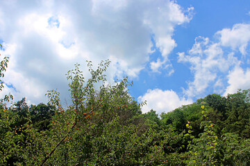 Obraz premium 나무와 구름