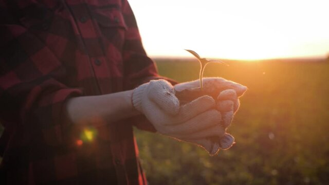 Farmer hand holding leaf of cultivated plant. Hands holding pile of arable soil. Agriculture, gardening or ecology concept.