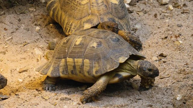 close up of two turtles walking along