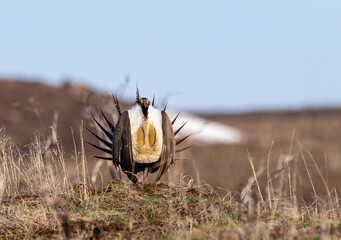 Sage Grouse 11