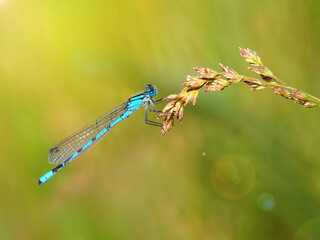 Azure damselfly on a ear of grass, Coenagrion puella