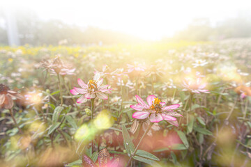 Obraz premium Natural flowers, sunlight and background