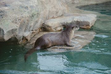 otter in water