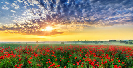 Beautiful poppy field during sunrise © Piotr Krzeslak
