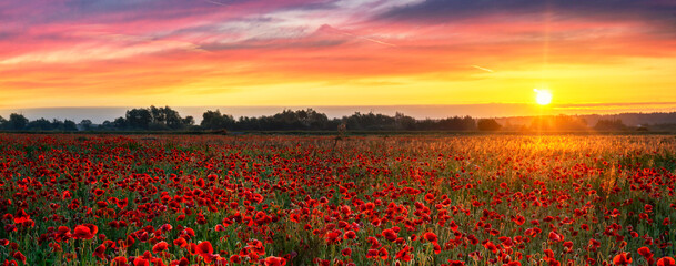 Beautiful poppy field during sunrise