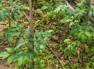 A bed of tomatoes with the first white flowers in greenhouse.