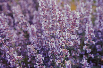 Purple background with small flowers. Selective focus. Light tender summer layout.