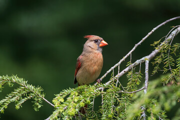 Female northern cardinal perched on a branch