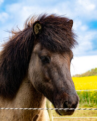 Icelandic Horse 