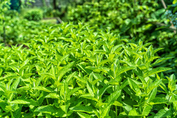 Fototapeta na wymiar Young growing mint in garden flowerbed.