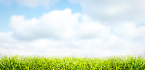 Obraz premium Lush green grass outdoors on sunny day. Banner design