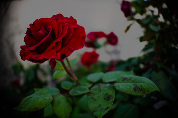 red rose