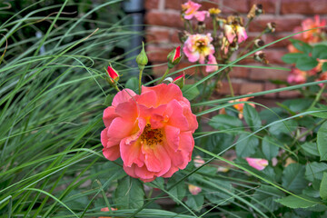 Obraz premium Blossoming roses