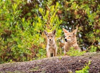 Fototapeta premium Coyote Mother and Pup
