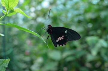 butterfly on leaf