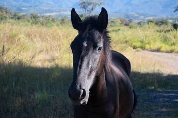 portrait of a horse