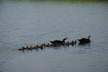 Two Geese Nineteen Goslings