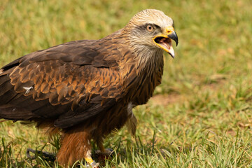bird of prey portrait