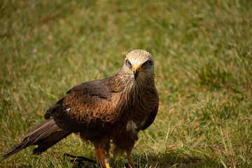 Fototapeta premium bird of prey portrait